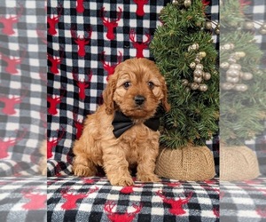 Cavapoo Puppy for sale in BIRD IN HAND, PA, USA