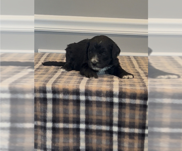 Medium Photo #33 Bernedoodle-Labradoodle Mix Puppy For Sale in MILFORD, NJ, USA