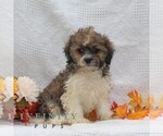 Small #1 ShihPoo