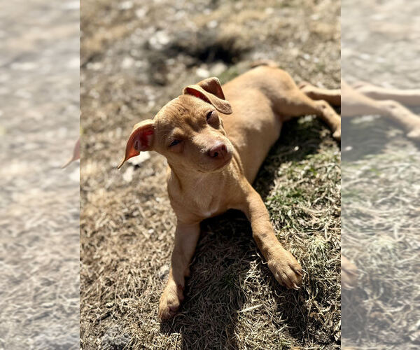 Medium Photo #2 Chihuahua-Unknown Mix Puppy For Sale in Andover, MN, USA