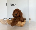 Puppy Bear Poodle (Standard)