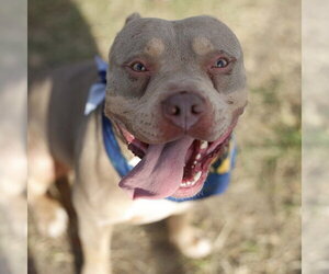 American Bulldog-Unknown Mix Dogs for adoption in San Antonio, TX, USA