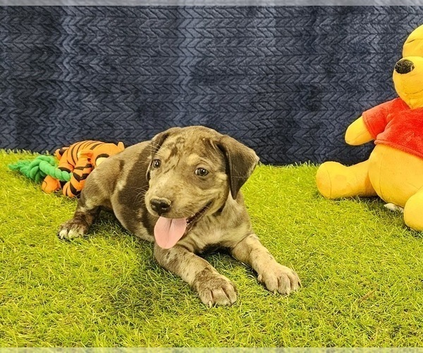 Medium Photo #8 Catahoula Leopard Dog Puppy For Sale in CUMBY, TX, USA