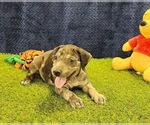 Small #7 Catahoula Leopard Dog