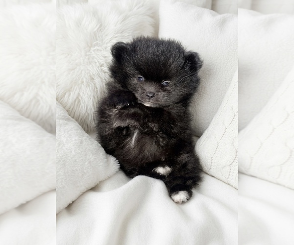 Medium Photo #1 Pomeranian Puppy For Sale in EVANS, CO, USA