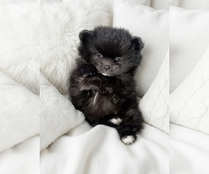 Pomeranian Puppy for sale in EVANS, CO, USA