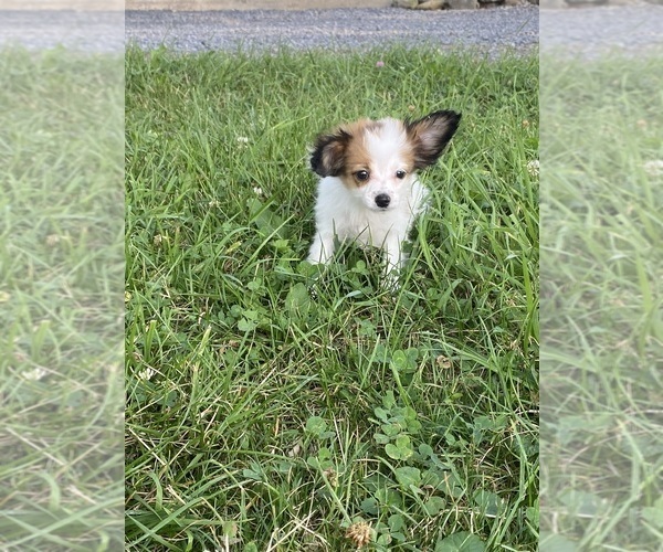 Medium Photo #7 Papillon Puppy For Sale in CANOGA, NY, USA