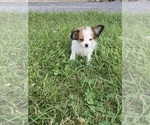 Small #6 Papillon