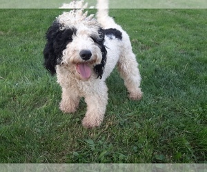 Bernedoodle Puppy for Sale in LEETONIA, Ohio USA