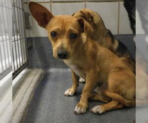 Chihuahua-Unknown Mix Dogs for adoption in San Antonio, TX, USA
