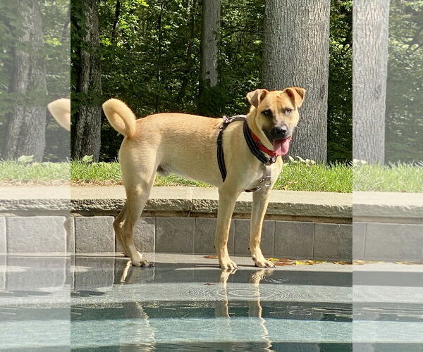 Medium Photo #2 Black Mouth Cur-Pug Mix Puppy For Sale in Dumont, NJ, USA