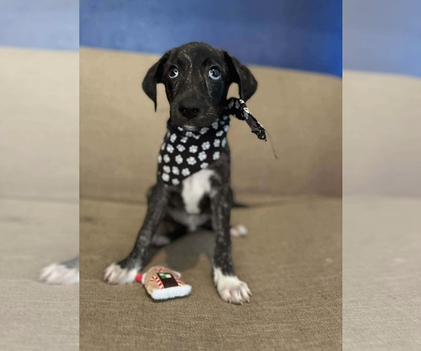 Medium Photo #1 Labrador Retriever-Unknown Mix Puppy For Sale in NYC, NY, USA