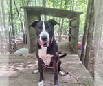 Small #1 Labrador Retriever Mix
