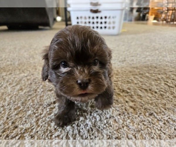 Medium Photo #5 ShihPoo Puppy For Sale in CARLYLE, IL, USA