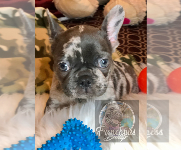 Medium Photo #25 French Bulldog Puppy For Sale in BUCKS BAR, CA, USA