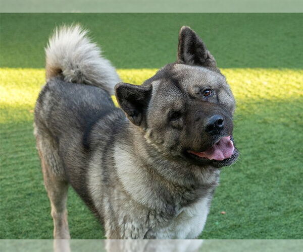 Medium Photo #2 Akita Puppy For Sale in Pasadena, CA, USA