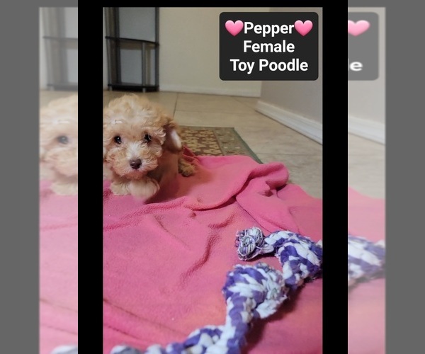 Medium Photo #3 Poodle (Toy) Puppy For Sale in TUCSON, AZ, USA