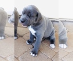 Small Photo #10 Cane Corso-Irish Wolfhound Mix Puppy For Sale in MESA, AZ, USA