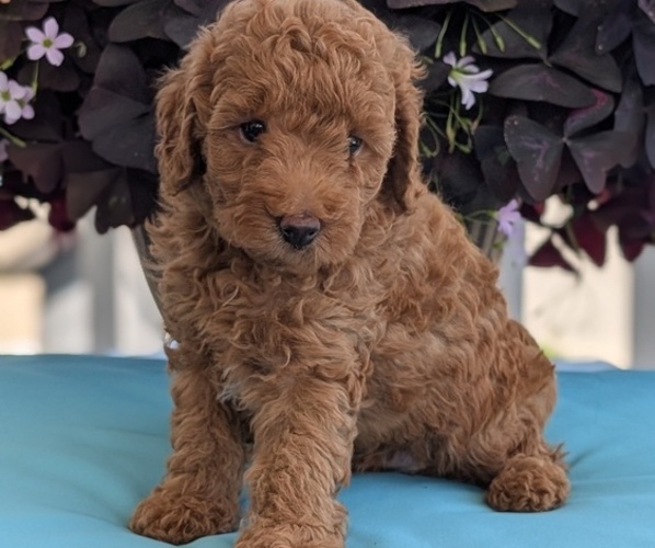 Medium Photo #32 Poodle (Toy) Puppy For Sale in GOSHEN, IN, USA