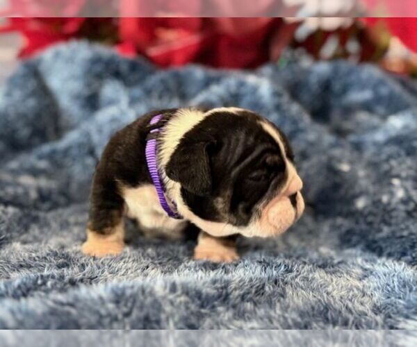 Medium Photo #6 English Bulldog Puppy For Sale in OOLOGAH, OK, USA