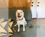 Small #1 American Pit Bull Terrier-Retriever  Mix