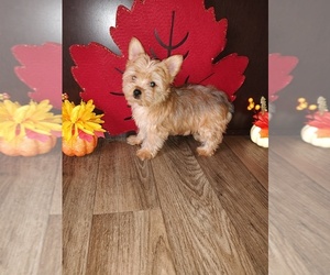 Yorkshire Terrier Puppy for sale in LAPEER, MI, USA