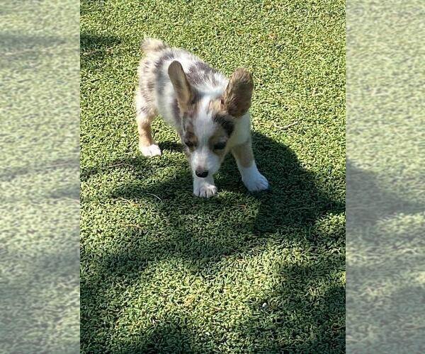 Medium Photo #5 Pembroke Welsh Corgi Puppy For Sale in BRIGGSDALE, CO, USA