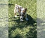 Small #4 Pembroke Welsh Corgi