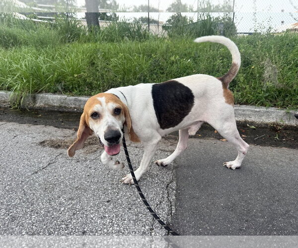 Medium Photo #1 Beagle Puppy For Sale in Sanford, FL, USA