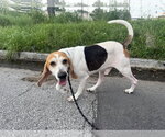 Small Beagle