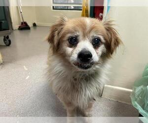 Pomeranian-Unknown Mix Dogs for adoption in Pasadena, CA, USA