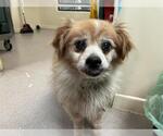 Small Pomeranian Mix