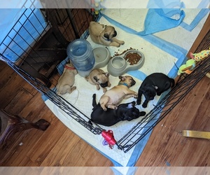 Pug Puppy for sale in GATESVILLE, TX, USA