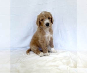 Goldendoodle Puppy for sale in CHESNEE, SC, USA