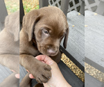 Small Photo #4 Labrador Retriever Puppy For Sale in ADAIRSVILLE, GA, USA