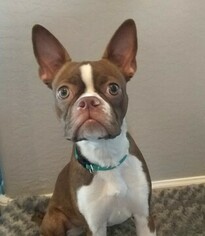 Boston Terrier Puppy for sale in CHINO VALLEY, AZ, USA