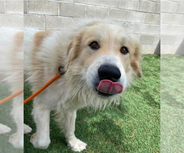 Medium Photo #3 Great Pyrenees-Unknown Mix Puppy For Sale in Lakewood, CO, USA