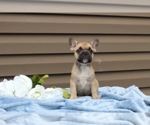 Medium Photo #19 French Bulldog Puppy For Sale in LIBERTY, KY, USA