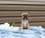 Small Photo #19 French Bulldog Puppy For Sale in LIBERTY, KY, USA