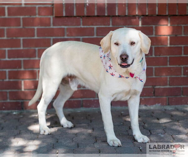Medium Photo #2 Labrador Retriever-Unknown Mix Puppy For Sale in Clovis, CA, USA