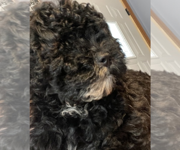 Medium Photo #2 Poodle (Miniature) Puppy For Sale in MATTOON, IL, USA