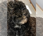 Small #1 Poodle (Miniature)