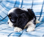 Small Photo #12 Cockalier Puppy For Sale in WAKARUSA, IN, USA