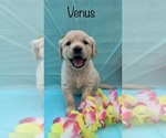 Small Photo #16 Golden Retriever Puppy For Sale in DEARBORN, MO, USA