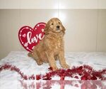 Small Photo #3 Goldendoodle Puppy For Sale in MILLERSBURG, OH, USA