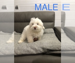 Havanese Puppy for sale in KIMMELL, IN, USA