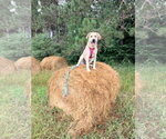 Small #3 Mutt