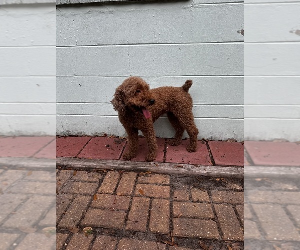 Medium Photo #1 Poodle (Miniature) Puppy For Sale in JACKSONVILLE, FL, USA
