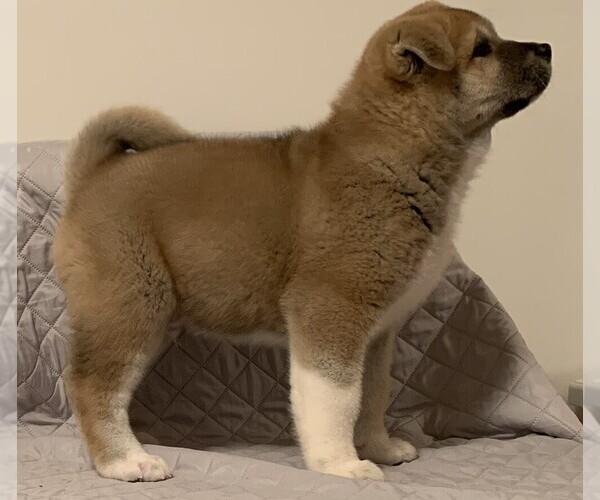 Medium Photo #4 Akita Puppy For Sale in FLORISSANT, MO, USA