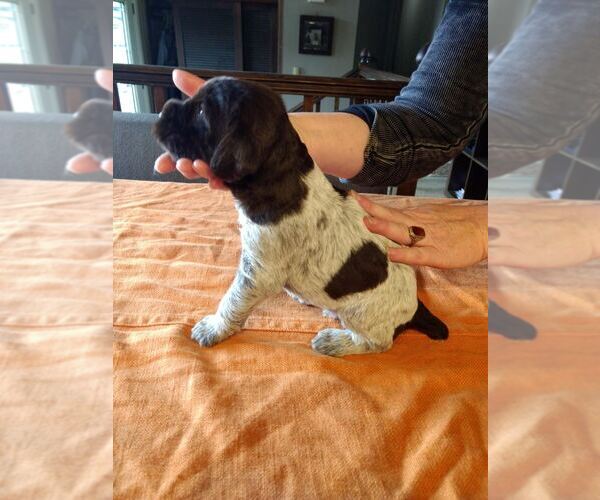 Medium Photo #19 Wirehaired Pointing Griffon Puppy For Sale in WASHOUGAL, WA, USA